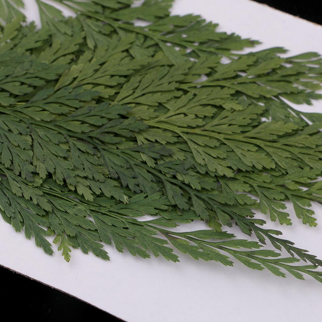Bunga Kering Alami dengan Daun - The Art And Craft Of Jewelry ulasan dan harga